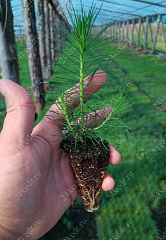 Сеянцы ЗКС, сосна обыкновенная, 8-12 см, 2г. А4 81-Ф купить в Красноярске Сеянцы ЗКС, сосна обыкновенная, 8-12 см, 2г. А4 81-Ф купить в Красноярске