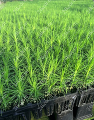 Сеянцы ЗКС, сосна обыкновенная, 8-12 см, 2г. А4 81-Ф купить в Красноярске Сеянцы ЗКС, сосна обыкновенная, 8-12 см, 2г. А4 81-Ф купить в Красноярске