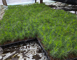 Сеянцы ЗКС, сосна обыкновенная, 8-12 см, 2г. А4 81-Ф купить в Красноярске Сеянцы ЗКС, сосна обыкновенная, 8-12 см, 2г. А4 81-Ф купить в Красноярске