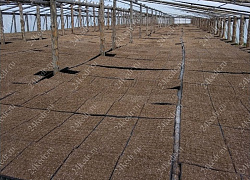 Сеянцы ЗКС, сосна обыкновенная, 8-12 см, 2г. А4 81-Ф купить в Красноярске Сеянцы ЗКС, сосна обыкновенная, 8-12 см, 2г. А4 81-Ф купить в Красноярске