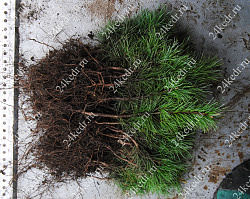 Сеянцы, кедр сибирский, 10-15 см. купить в Красноярске Сеянцы, кедр сибирский, 10-15 см. купить в Красноярске