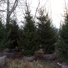 Деревья (крупномер), ель сибирская, ЭКСТРА класс, 280-320 см. купить в Красноярске Деревья (крупномер), ель сибирская, ЭКСТРА класс, 280-320 см. купить в Красноярске