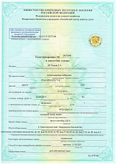 Сеянцы, кедр сибирский, 10-15 см. купить в Красноярске Сеянцы, кедр сибирский, 10-15 см. купить в Красноярске