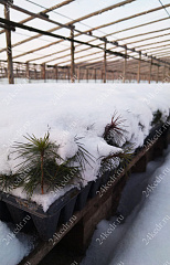 Сеянцы ЗКС, сосна обыкновенная, 8-12 см, 2г. А4 81-Ф купить в Красноярске Сеянцы ЗКС, сосна обыкновенная, 8-12 см, 2г. А4 81-Ф купить в Красноярске