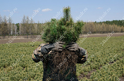 Сеянцы, кедр сибирский, 10-15 см. купить в Красноярске Сеянцы, кедр сибирский, 10-15 см. купить в Красноярске