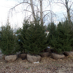 Деревья (крупномер), ель сибирская, ЭКСТРА класс, 280-320 см. купить в Красноярске Деревья (крупномер), ель сибирская, ЭКСТРА класс, 280-320 см. купить в Красноярске