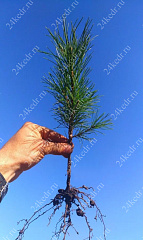 Сеянцы, кедр сибирский, 10-15 см. купить в Красноярске Сеянцы, кедр сибирский, 10-15 см. купить в Красноярске