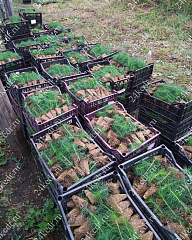 Сеянцы ЗКС, сосна обыкновенная, 8-12 см, 2г. А4 81-Ф купить в Красноярске Сеянцы ЗКС, сосна обыкновенная, 8-12 см, 2г. А4 81-Ф купить в Красноярске