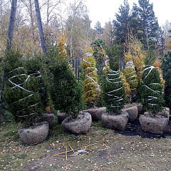 Деревья (крупномер), ель сибирская, ЭКСТРА класс, 280-320 см. купить в Красноярске Деревья (крупномер), ель сибирская, ЭКСТРА класс, 280-320 см. купить в Красноярске