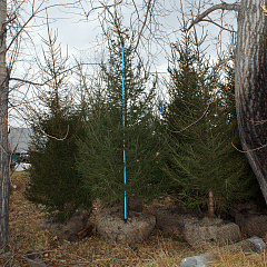 Деревья (крупномер), ель сибирская, ЭКСТРА класс, 280-320 см. купить в Красноярске Деревья (крупномер), ель сибирская, ЭКСТРА класс, 280-320 см. купить в Красноярске