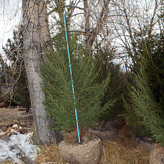 Деревья (крупномер), ель сибирская, ЭКСТРА класс, 280-320 см. купить в Красноярске Деревья (крупномер), ель сибирская, ЭКСТРА класс, 280-320 см. купить в Красноярске