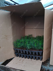 Сеянцы ЗКС, сосна обыкновенная, 8-12 см, 2г. А4 81-Ф купить в Красноярске Сеянцы ЗКС, сосна обыкновенная, 8-12 см, 2г. А4 81-Ф купить в Красноярске